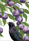 Rigel art print Starling and Plums