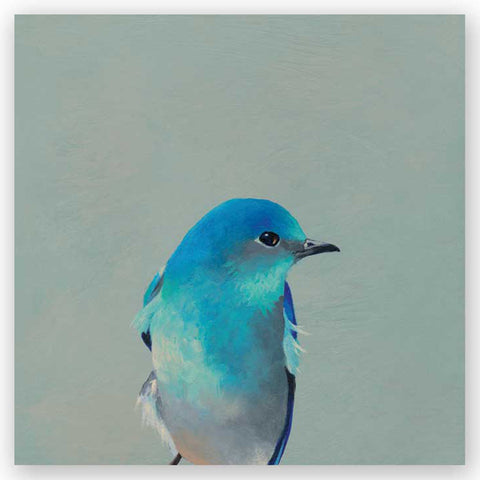 mincing mockingbird 6x6 mountain bluebird