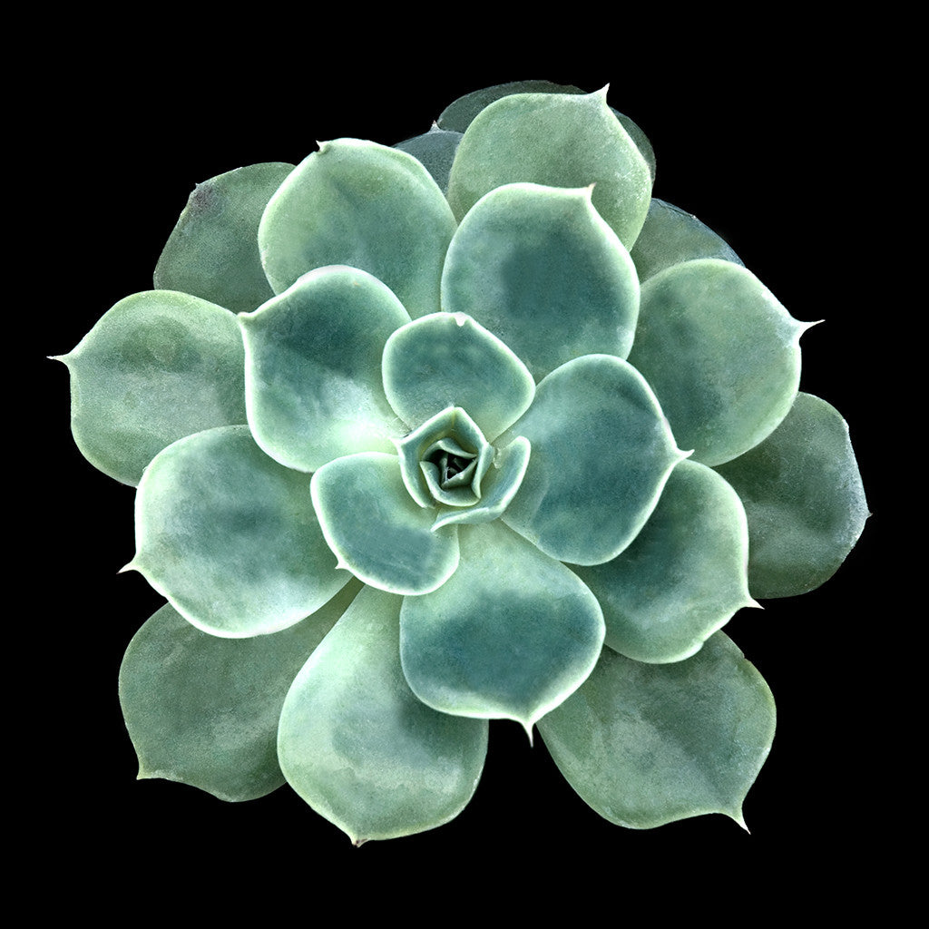 Succulent aluminum eight inch by eight inch photographic print by Nancy Reid Carr is a decorative artisan creation made in the U.S.A. that can be displayed as a wall hanging or on the table top.  Makes a great gift.
